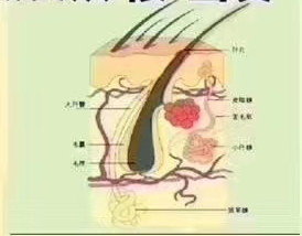 头发是由没有生命的硬质蛋白角质组成的