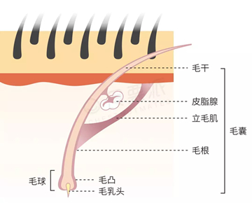 真正需要营养的毛囊内细胞