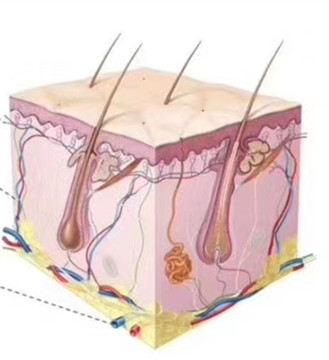⁠春឵季‭生‭‎长‬⁡发⁡‭͏育 尤为⁡឵឴‭迅឴឵‍᠋速