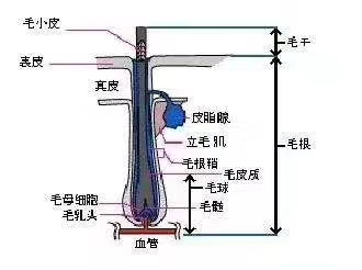 彻底清洁头皮垃圾毒素，还您健康头皮和毛囊
