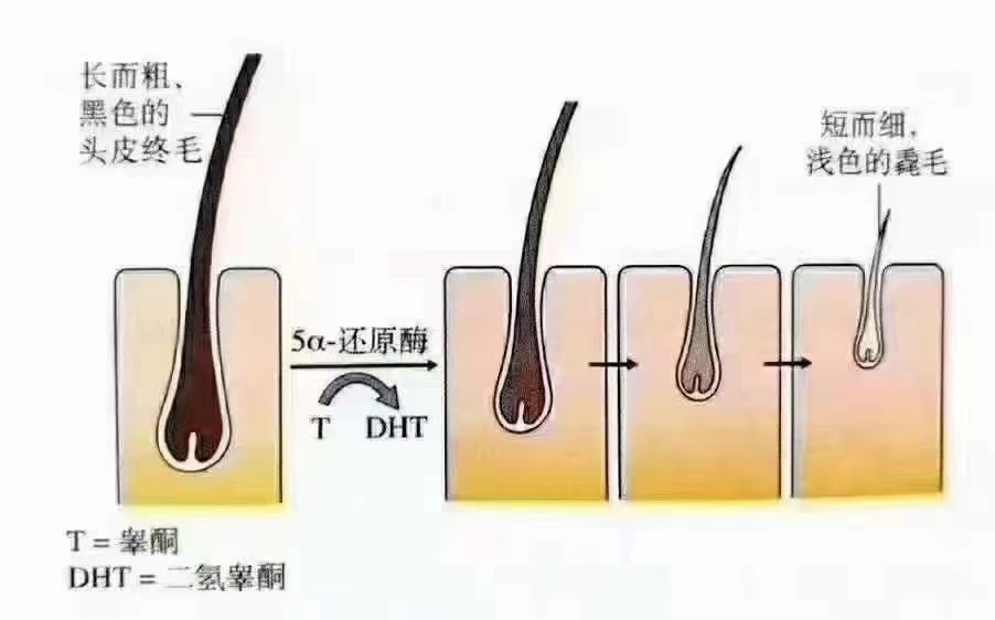 头发的生长