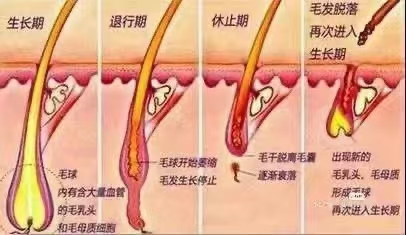 毛发的生长周期分为三个阶段