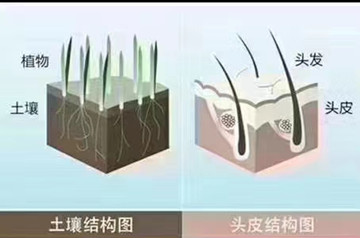 秀丝顿植物养发馆：打造一站式养发生发服务
