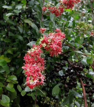 植物染发粉的特点
